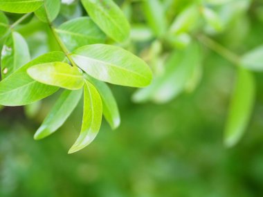 Closeup Yeşil yapraklar kopya yazmak için arka plan doğal yeşil bitkiler dış mekan olarak kullanarak kopya alanı ile bulanık yeşil doğa arka plan