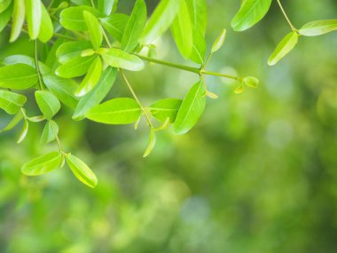Closeup Yeşil yapraklar kopya yazmak için arka plan doğal yeşil bitkiler dış mekan olarak kullanarak kopya alanı ile bulanık yeşil doğa arka plan