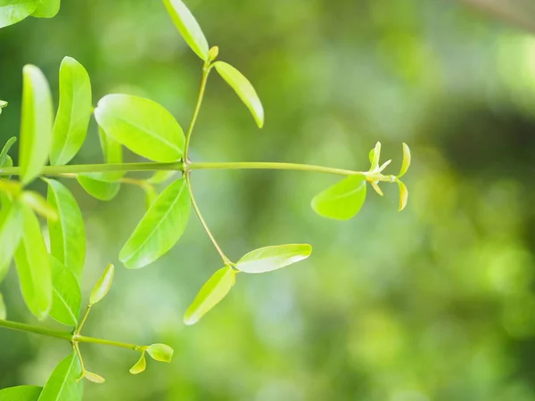 Gros Plan Feuilles Vertes Sur Fond Verdure Floue Nature Avec — Photo