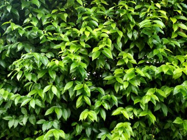 Grup yeşil yaprakları doğa arka plan