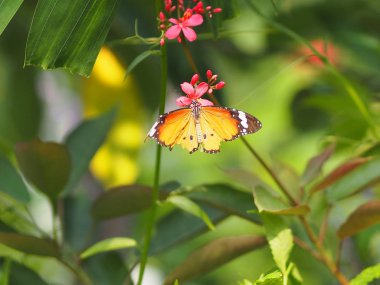 Kırmızı çiçek üzerinde Beyaz Kelebek doğa arka plan Bulanık