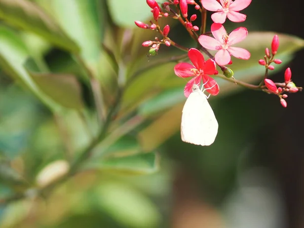 Mariposa Blanca Sobre Flor Roja Borrosa Naturaleza Fondo — Foto de Stock
