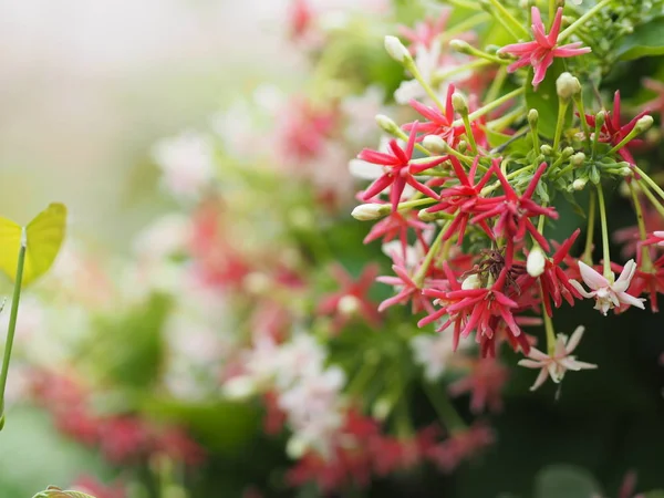 Biały Różowy Czerwony Kwiat Combretum Indicum Rangoon Creeper Chiński Miód — Zdjęcie stockowe