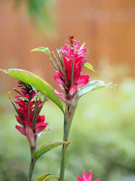 Czerwony Imbir Kwiat Nazwa Alpinia Purpurowy Zgodnie Góry Ogonek Jest — Zdjęcie stockowe
