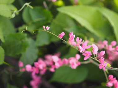Pembe çiçek Coral Vine, Meksika Creeper, aşk zinciri Antigonon leptopus kanca ve Arn doğa arka plan bulanık güzel küçük buket adı