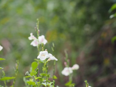 Bahçe beyaz çiçek güzel buket doğa arka plan bulanık