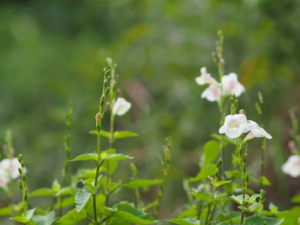 Біла Квітка Красивий Букет Саду Розмитий Природним Фоном — стокове фото