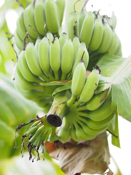 stock image Banana Green fruit on tree in garden blurred of nature background