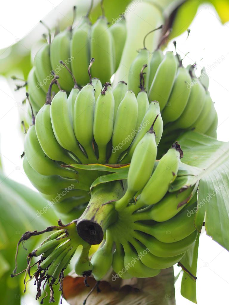 Banana Green fruit on tree in garden blurred of nature background