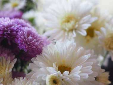 Mor ve beyaz çiçek yaprakları katmanları içine yığılmış adı gerbera jamesonii, Compositae, gerbera, Barberto Daisy, Transvaal papatya