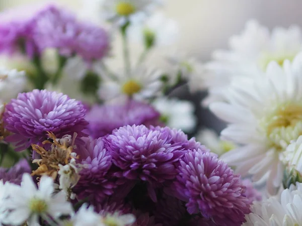 Mor ve beyaz çiçek yaprakları katmanları içine yığılmış adı gerbera jamesonii, Compositae, gerbera, Barberto Daisy, Transvaal papatya