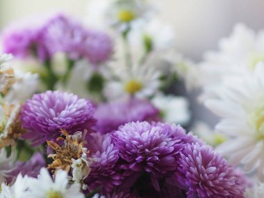Mor ve beyaz çiçek yaprakları katmanları içine yığılmış adı gerbera jamesonii, Compositae, gerbera, Barberto Daisy, Transvaal papatya
