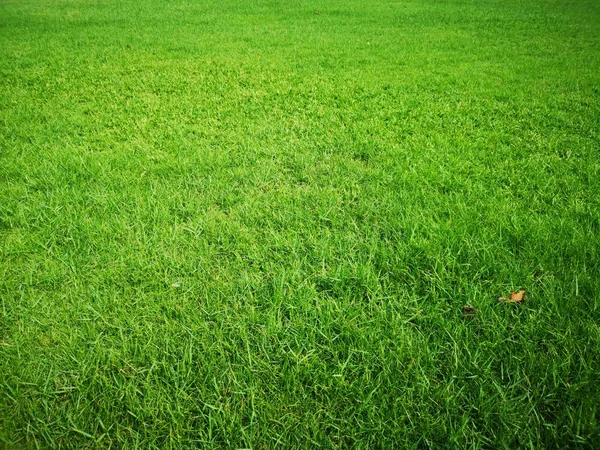 Grüner Rasen Gras Golfplatz Naturpark Hintergrund — Stockfoto