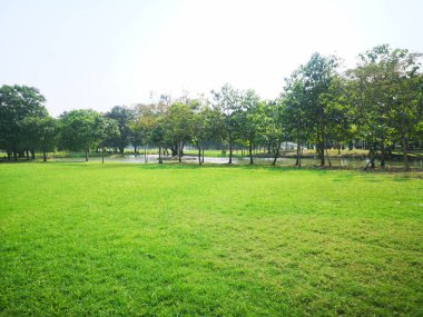 parkta yeşil bahçe doğa arka plan çim ve çalı ağacı