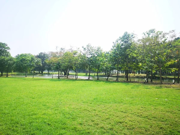 Kebun Hijau Latar Belakang Alam Rumput Dan Pohon Semak Taman — Stok Foto