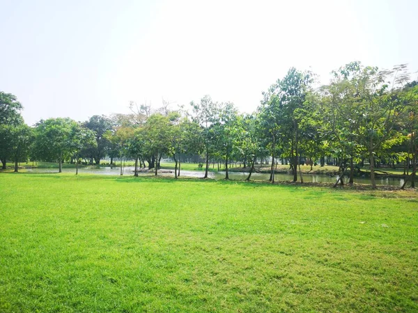 parkta yeşil bahçe doğa arka plan çim ve çalı ağacı