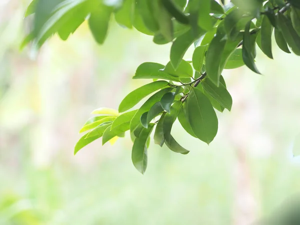 Gros Plan Feuilles Vertes Brouillé Fond Nature Verdure Avec Espace — Photo