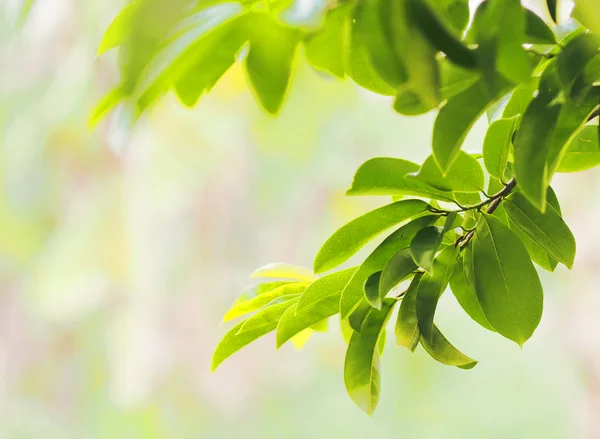 Nahaufnahme Grüne Blätter Verschwommenes Grün Natur Hintergrund Mit Kopierraum Als — Stockfoto