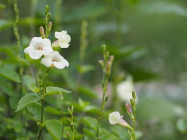 Bahçe beyaz çiçek güzel buket doğa arka plan bulanık