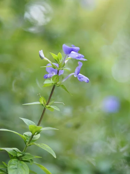 Flor Púrpura Sobre Fondo Borroso Naturaleza — Foto de Stock