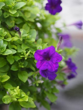 Petunia Hybrida, Solanaceae, adı Mor çiçek buketi doğa arka plan bulanık güzel Çiçekler tek çiçekler şekli bir koni, uzun boyun çiçek, yaprakları ve ikincil yaprakları vardır. Çiçeğin 5 lobu var.