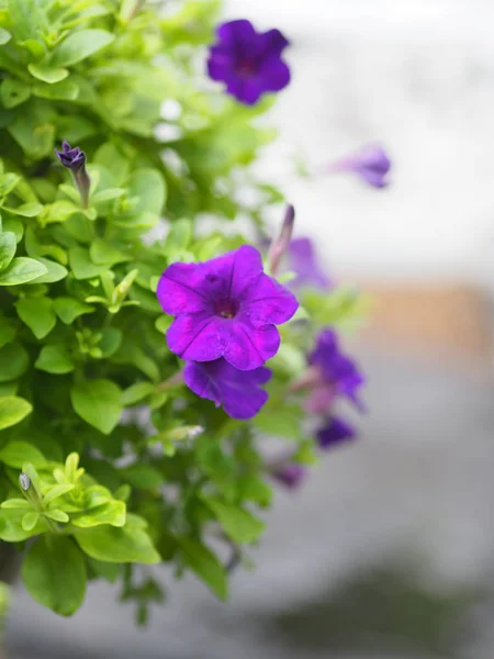 ペチュニア ハイブリダ ソラナ科 名前紫の花の花束は 自然の背景のぼやけに美しい花は 単一の花です形は コーン 長い首の花 花びらや二次花びらです 花は5つのローブを持っています — ストック写真