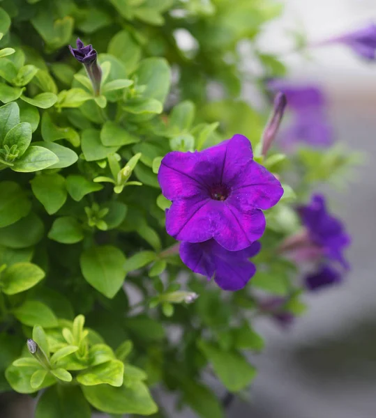 Petunia Hybrida Solanaceae Nome Buquê Flores Roxas Bonito Borrado Fundo — Fotografia de Stock