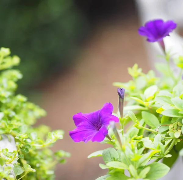 ペチュニア ハイブリダ ソラナ科 名前紫の花の花束は 自然の背景のぼやけに美しい花は 単一の花です形は コーン 長い首の花 花びらや二次花びらです 花は5つのローブを持っています — ストック写真