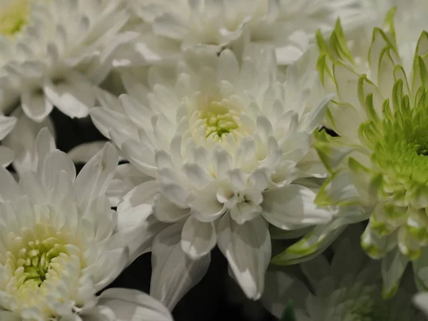 背景のぼやけた白い花の選択フォーカス — ストック写真