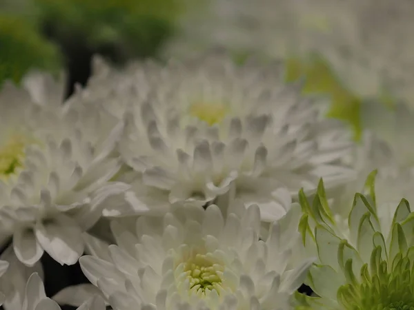 Wybór Ostrości Białego Kwiatu Niewyraźne Tło — Zdjęcie stockowe