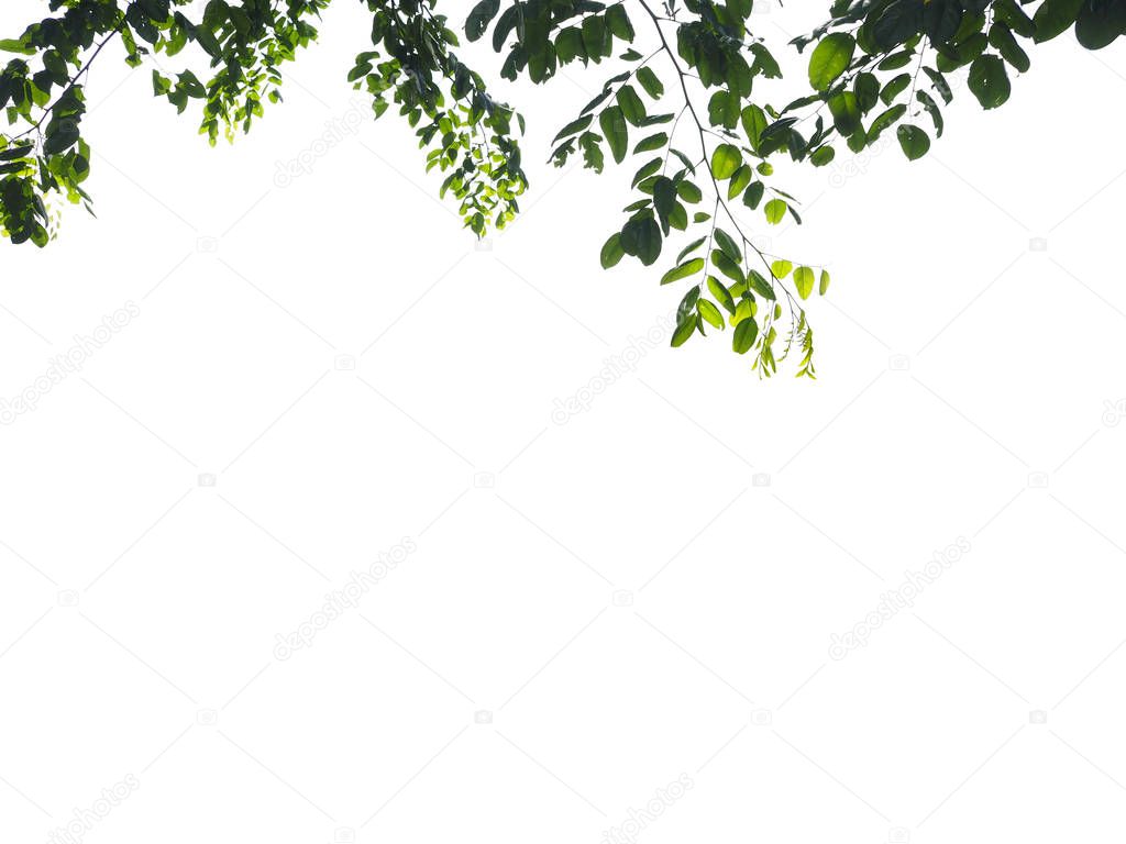 Isolated foreground green leaves on white background 