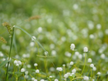 doğanın arka plan bulanık üzerinde beyaz çiçek