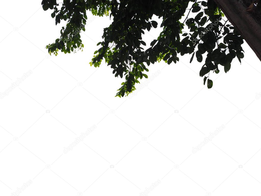  Isolated foreground green leaves on white background 