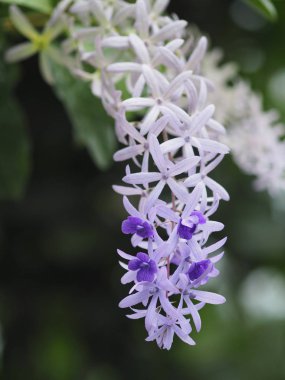 Zımpara Sarmaşık. Mor Çelenk. beş yaprakları çiçek demet mor buket, beş sivri yaprağı gibi
