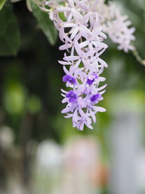 Zımpara Sarmaşık. Mor Çelenk. beş yaprakları çiçek demet mor buket, beş sivri yaprağı gibi