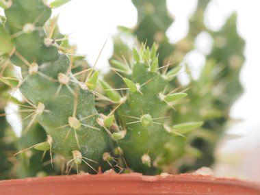 Kaktüs ağacı yeşil gövde etrafında keskin sivri vardır