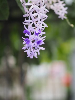 Zımpara Sarmaşık. Mor Çelenk. beş yaprakları çiçek demet mor buket, beş sivri yaprağı gibi 