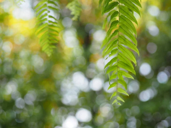 自然の背景ボケのぼやけにシダの葉 — ストック写真
