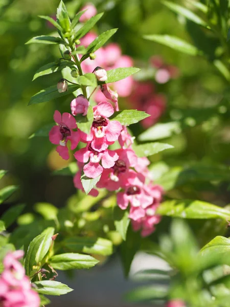 Oubliez Moi Pas Angelonia Goyazensis Benth Digitalis Solicariifolia Nom Pourpre — Photo