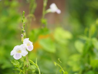 Beyaz ve mor arka planda bulanık küçük bir çiçek.