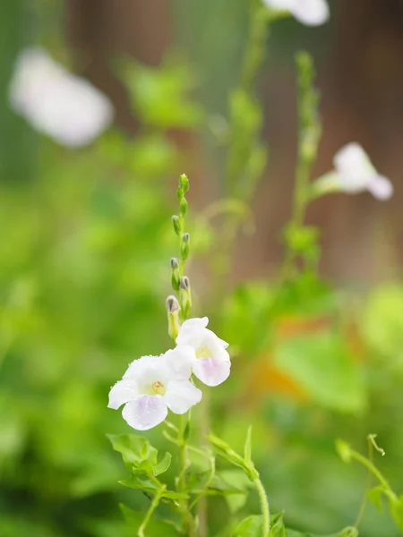 Weiße Und Lila Kleine Blume Auf Verschwommenem Naturhintergrund — Stockfoto