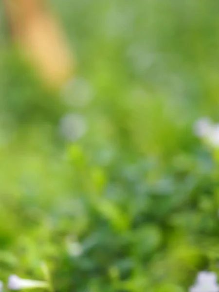 Vit Och Lila Liten Blomma Suddig Naturen Bakgrund — Stockfoto