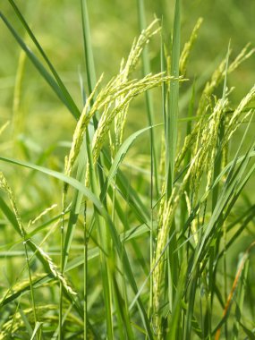 doğa pirinç ağacı çimenli yemyeşil verdantly verdure verdurous verdurous verdurousness yeşillik yeşilimsi viridity Yeşil alanlar çim yeşil bakımlı çimler güzel çevre arka plan