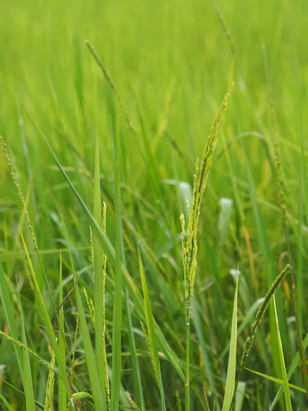 Nature Rice Tree Gräsyta Grönskande Grönska Grönskande Verdantly Verdurousness Grönska — Stockfoto