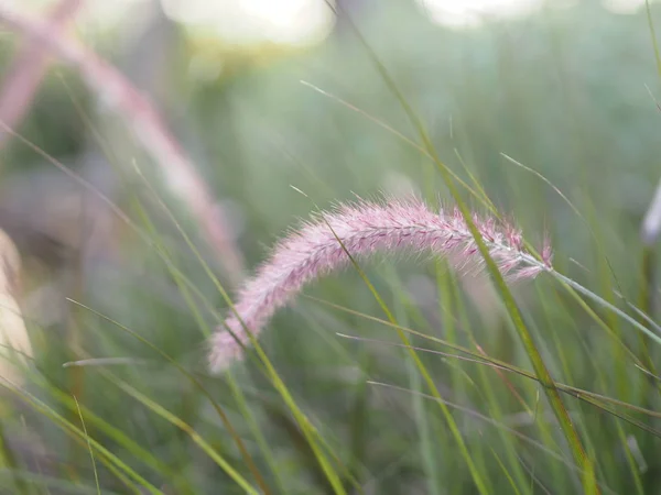 Gramineae Pennisetum Polystachyon Marrone Fiore Erba Infiorescenza Ascellare Ramificata Incastonata — Foto Stock