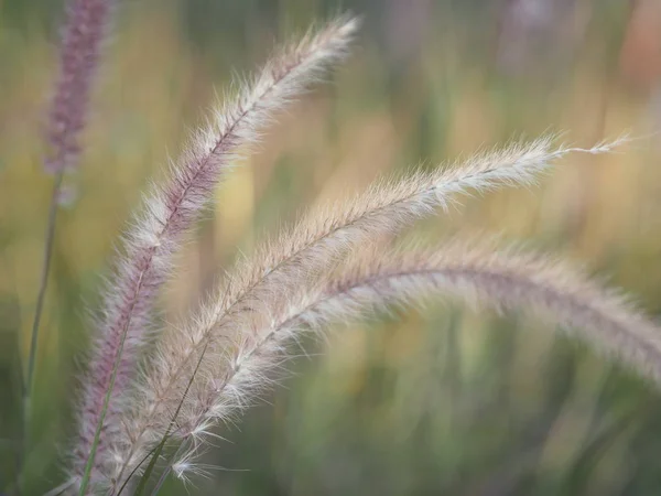 Gramineae Pennisetum Polystachyon茶色の花草長茎に葉腋や分枝した花序をつけます 紫色のサブ花の外観の多数の構成は非常にふわふわした性質の背景ではありません — ストック写真