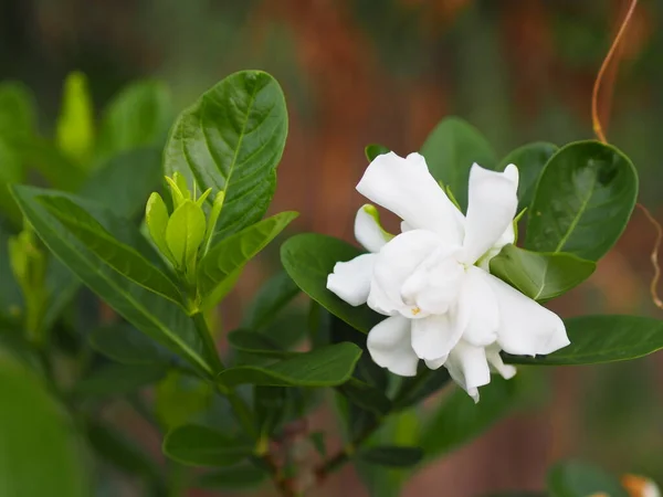white flower Gardenia jasminoides cape jasmine, jessamine or jasmin blooming with shiny green leaves and heavily fragrant in garden on blurred of nature background