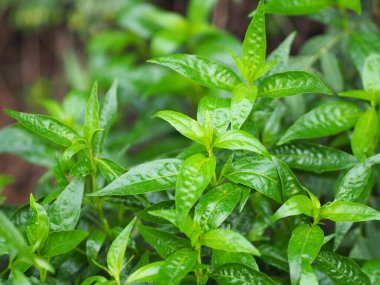 Acıların kralı, bilimsel adı Andrographis Paniculata Burm, Wall. Eski Nees, Fah Talai jhon, Tayland bitkileri boğaz ağrısını azaltır, ateşi düşürür, soğuk yeşil yaprakları ısıtır sebze doğası koronavirüsü korur, covid-19