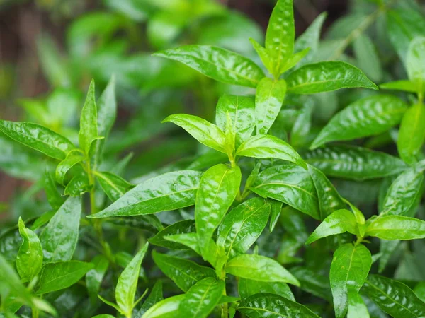 Král Hořkých Vědců Andrographis Paniculata Burm Wall Nees Fah Talai — Stock fotografie