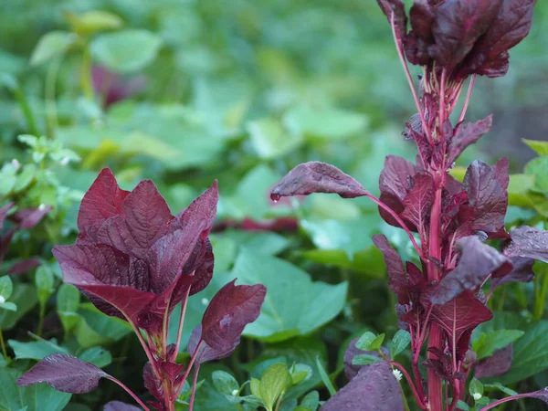 Špenát Amaranth Amaranthus Viridis Amaranthaceae Dubius Červené Listy Zelenina Kvetoucí — Stock fotografie